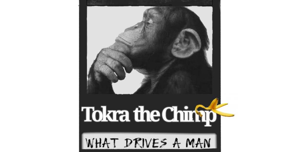 TOKRA the Chimp(what drives a man)